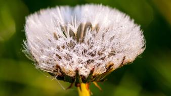 wondrous Dandelion Flower Dew