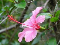 pink Dipilto Flower in garden