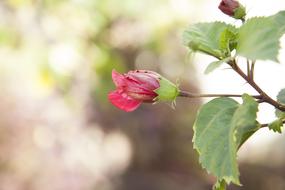 Beautiful, red and purple flower on the stem with the bud and leaves, at blurred background