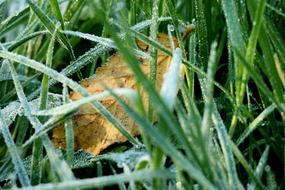 Grass Ripe Hoarfrost