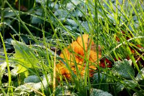 Dews on Ripe Grass