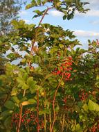 Rose Hip Bush