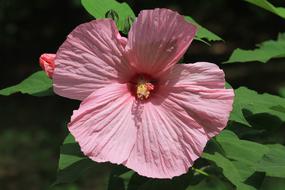Beautiful, blooming, pink hibiscus flower with green leaves on the swamp