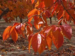 Leaves Reddish Autumn