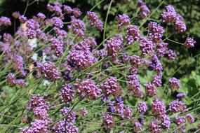 Verbena Flower pink