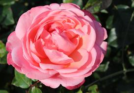 Rose Pink Flower and green leaf