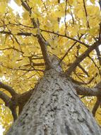 Gingko Tree Yellow Leaves