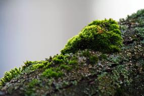 Moss Branch Green