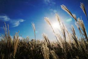 Reed Sky Light