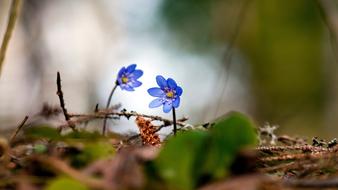 blue little flowers in the forest on a blurred background