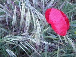 Poppy Flower Red and grass