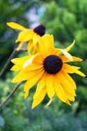 Sunflower Yellow Flowers closeup view