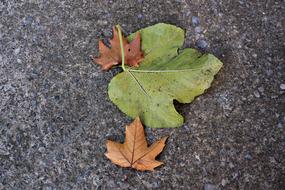 Dried Leaves On The Ground