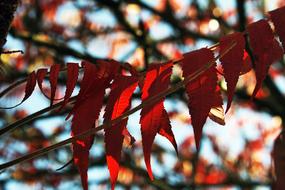 Foliage Tree Branches