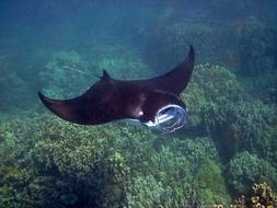 Manta Ray in Hawaii