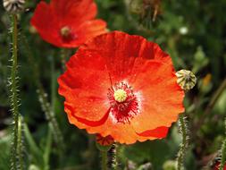 Poppy Spring Red flower