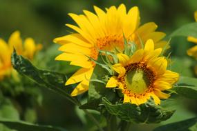 Yellow Sunflower Flower photo