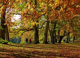 Autumn Park Avenue Fall