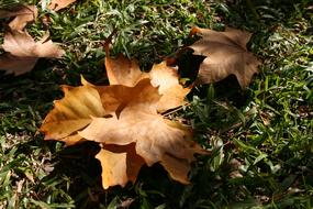 Dried Leaves on grass in garden