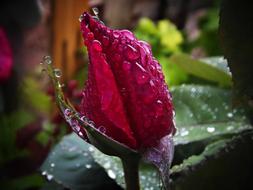 Red Rose Rain Drops