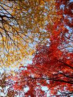 Autumn tree Leaves in park