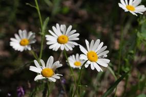 Daisy Flowers Chamomile White