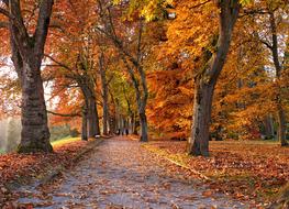 Tree Lined Autumn Avenue