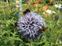 Bumblebees Thistle Flower green leaf