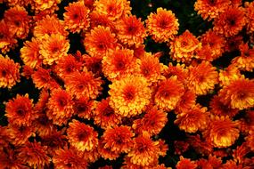 Close-up of the beautiful, blooming, yellow, orange and red flowers