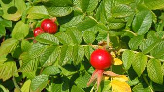 Rose Hips Berry Red