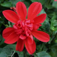 Red Flower Summer garden