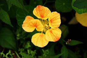 Flower Yellow Spring green leaf
