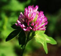 violet Clover Flower garden