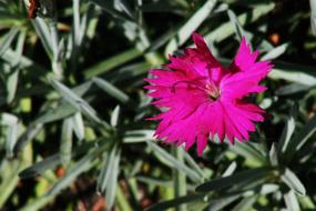 Carnation Flower Pink green