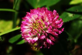 Clover Pink Flower green leaf