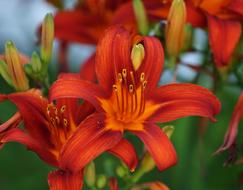 orange lily flowers on a bush on a blurred background