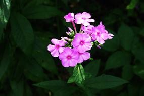 wondrous Flower Pink Colorful