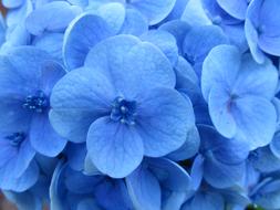 macro photo of blue hydrangea