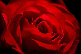 Rose Red Flower art card