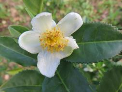 Blossom of Tea plant, Camellia Sinensis