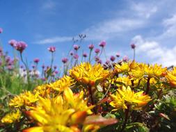 Sedum Stonecrop Summer