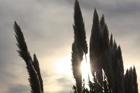 Feather Duster Evening Sun