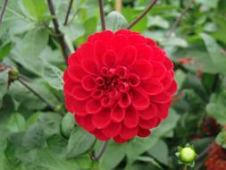 Flower Dalia red garden