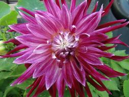 Flower Dahlia bloom