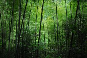 Bamboo