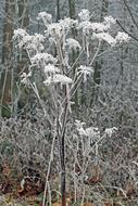 Winter Frozen Icing black and white