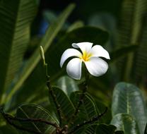 Plumeria Hawaii Island flower