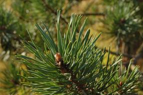 Spruce Tree Branch