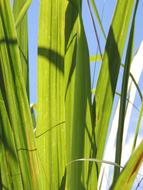 Leaves Reed Bed