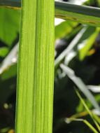 Leaves Reed Bed